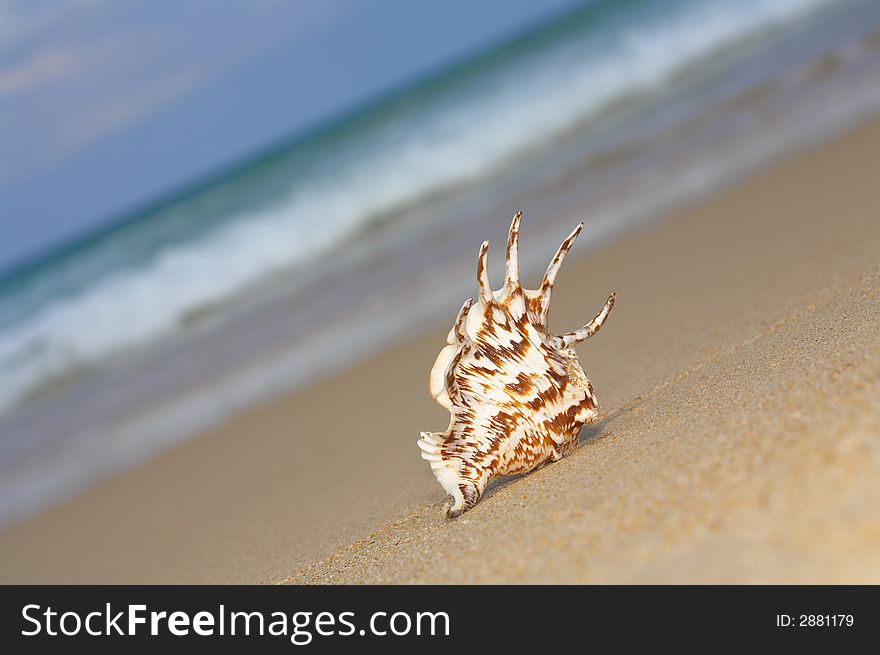 View of lonely nice shell on empty sandy beach. View of lonely nice shell on empty sandy beach