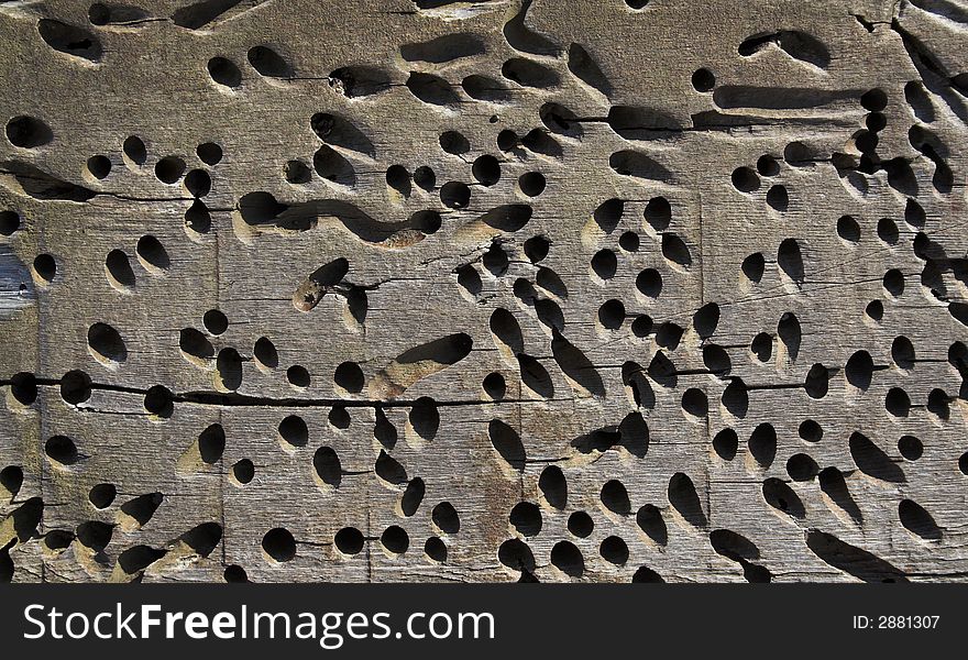 Wood texture with worm holes