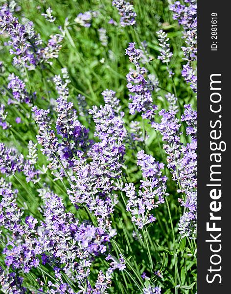 Lovely and fragrant - a field of lavender flowers.