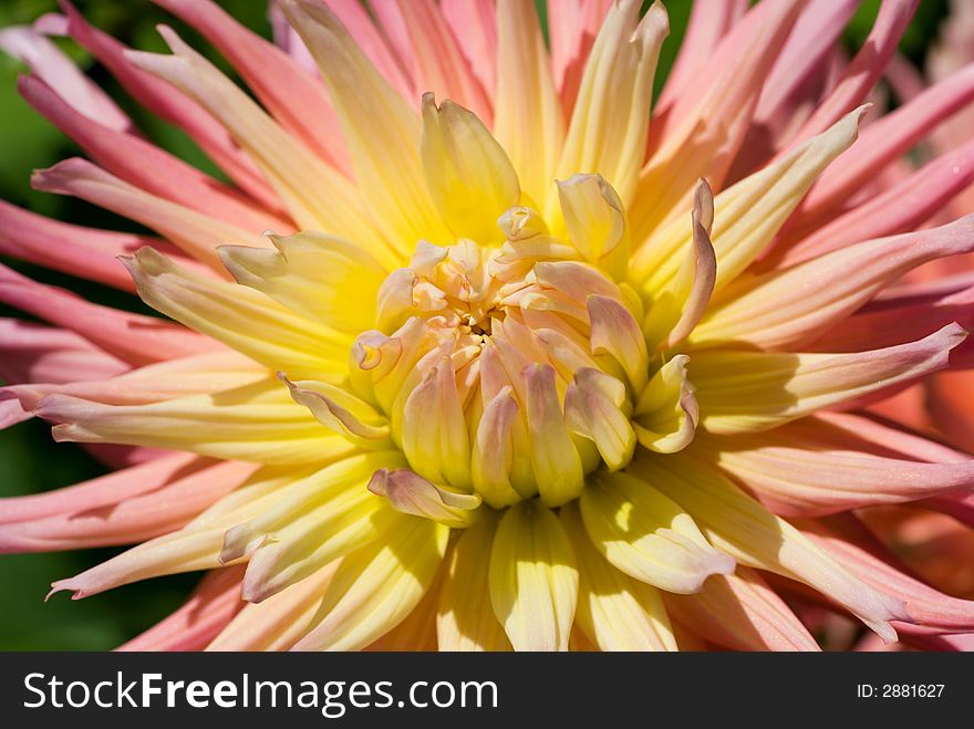 Closeup of the center of a pretty chrysanthemum flower.