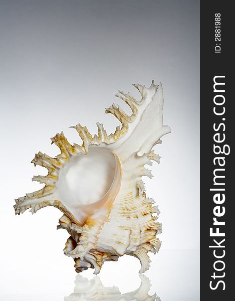 View of nice graceful delicate sea shell on gray background. View of nice graceful delicate sea shell on gray background