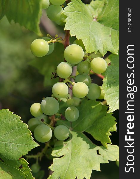 Unripe, green grape hanging from the branch