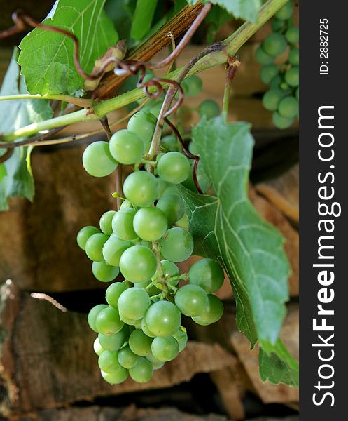 Unripe, green grape hanging from the branch