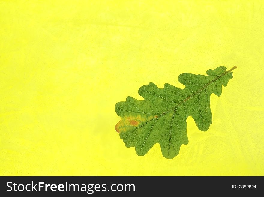 Oak Leaf