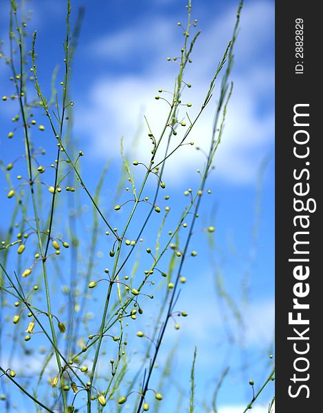 A green asparagus stem against sky background.