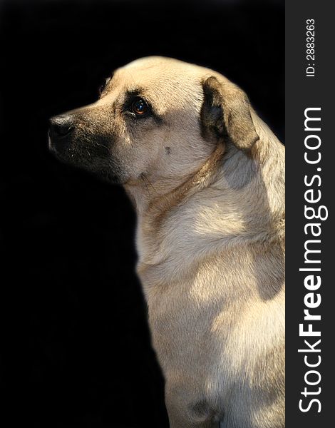 A serene dog portrait on a black background