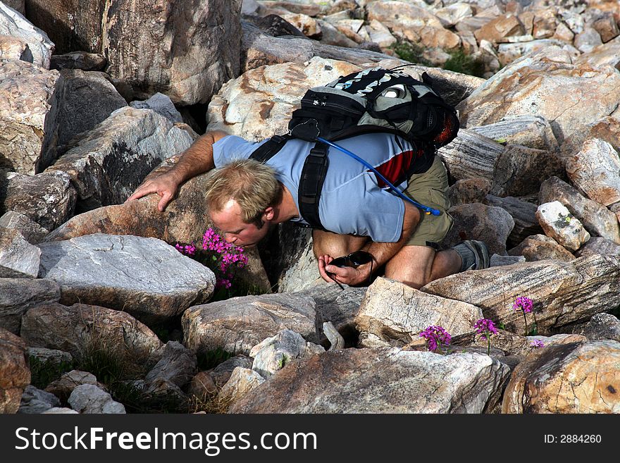 A hiker stops off trail and smells the primrose perfume. A hiker stops off trail and smells the primrose perfume