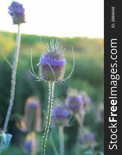 Nice and beatiful flower in the field. Nice and beatiful flower in the field