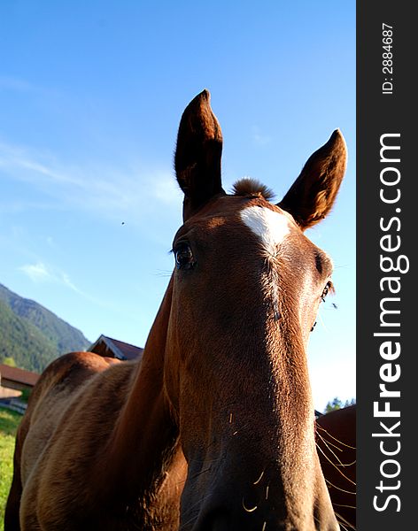 Horse with some flies in its eye