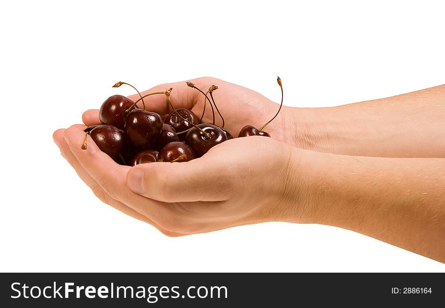 Man Hand holds red cherries. Man Hand holds red cherries