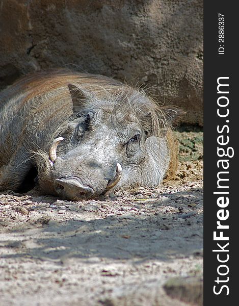 Warthog resting in the mud. Warthog resting in the mud
