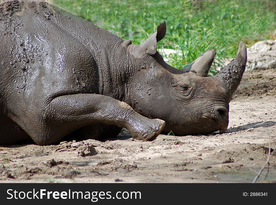 Rhino sleeping in the mud. Rhino sleeping in the mud