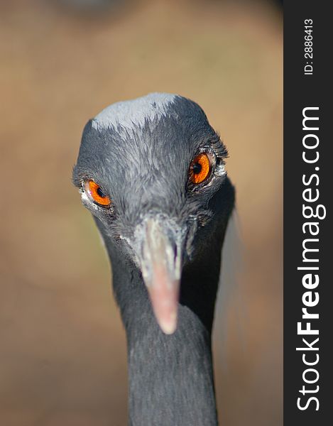 Demoiselle Crane with red eyes. Demoiselle Crane with red eyes