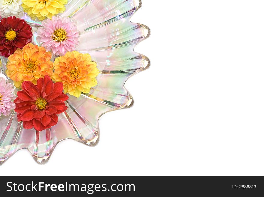 An iridescent glass dish filled with water  - floating dahlia blooms of many colors. An iridescent glass dish filled with water  - floating dahlia blooms of many colors.