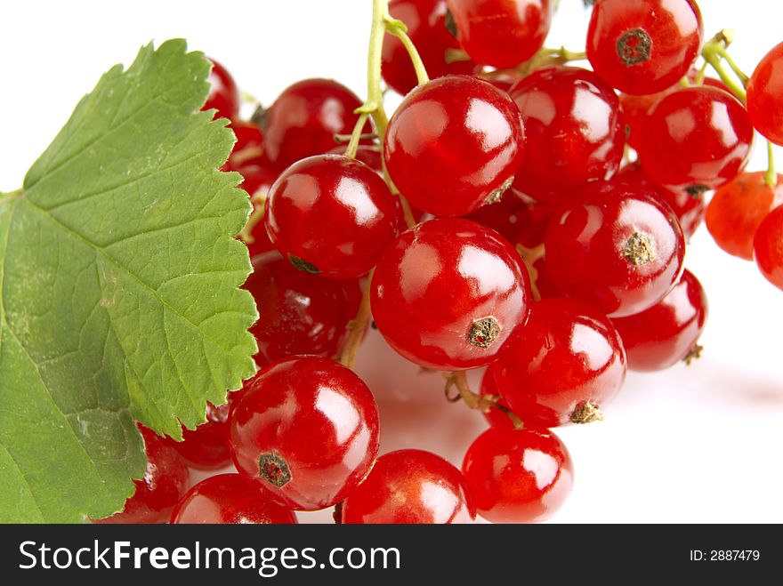 Black currant above white background