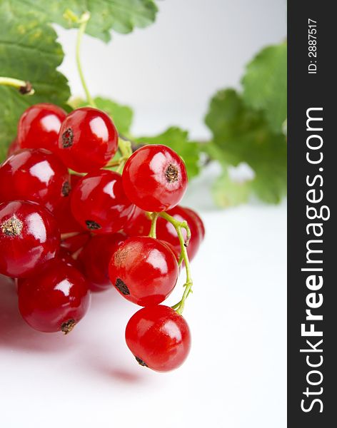 Black currant above white background