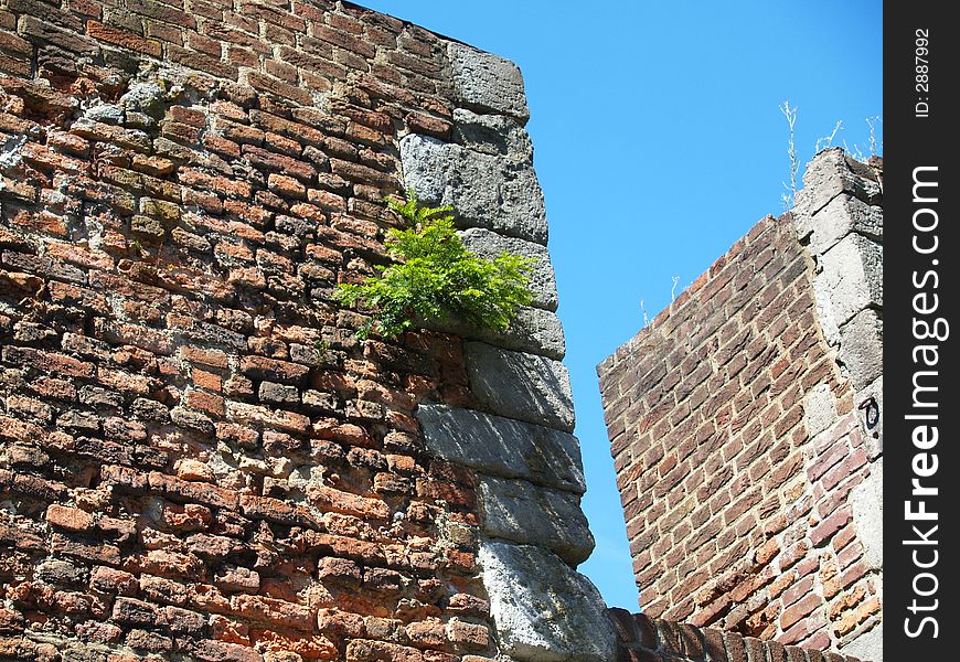 Old Wall with a plant growing between the bricks. Old Wall with a plant growing between the bricks