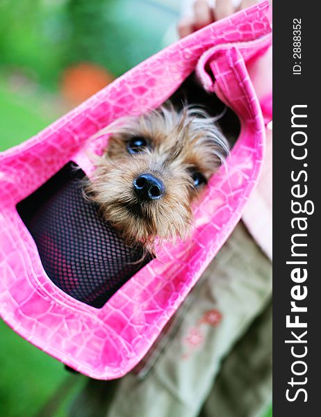 Yorkie in a pink purse