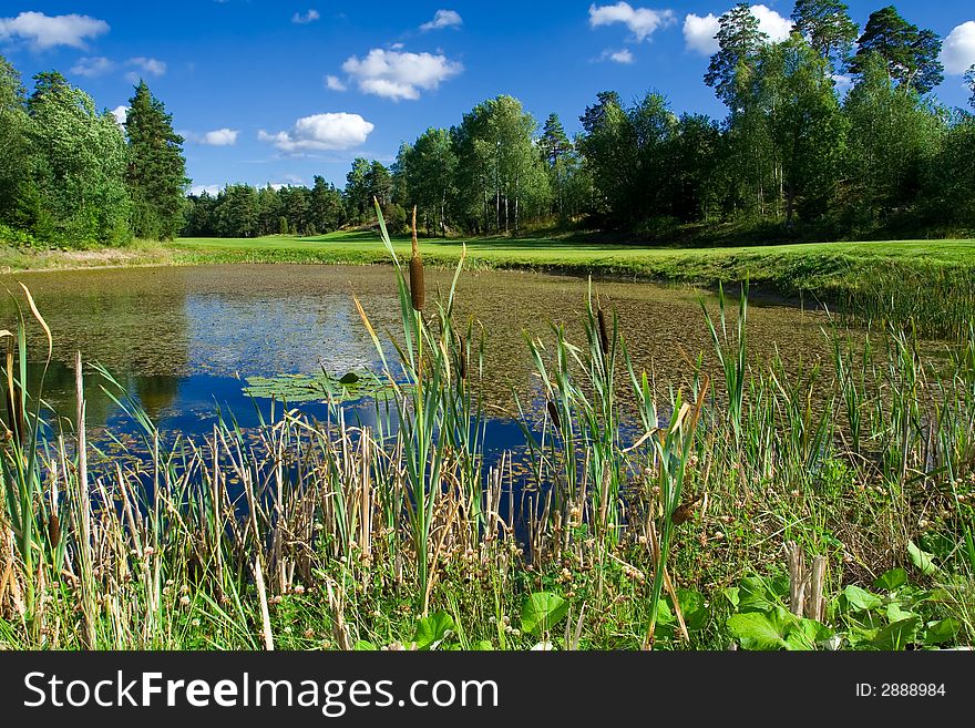 Golf pond brimmed with reeds