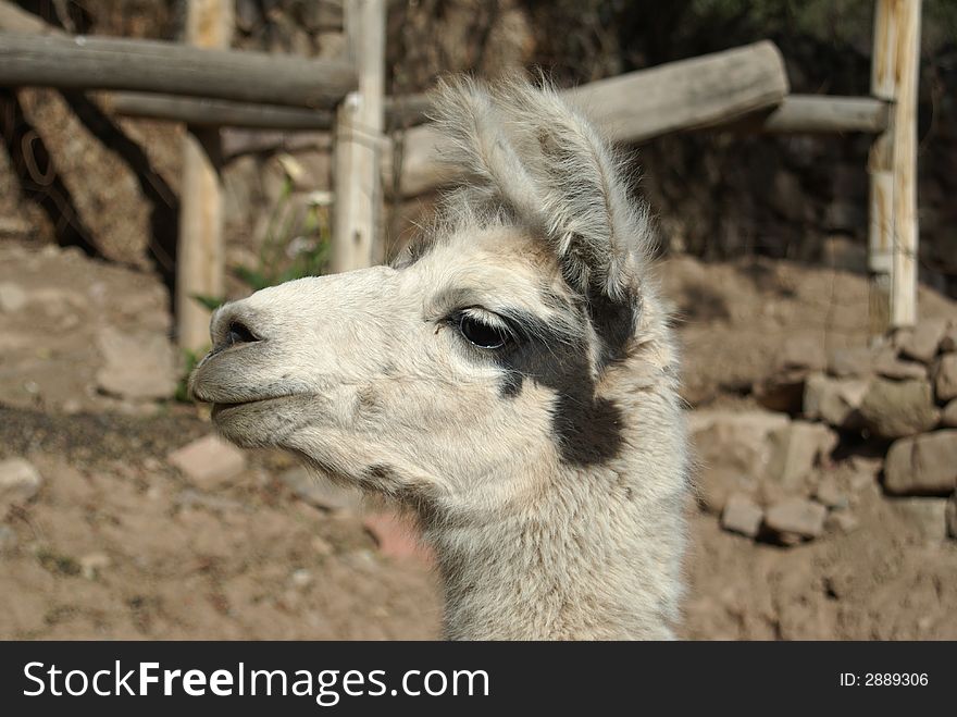 The head of a young white llama. The head of a young white llama