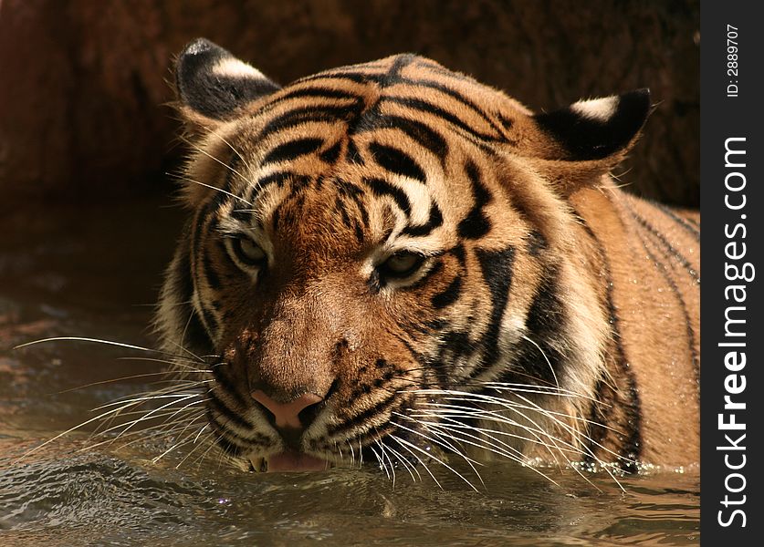 Tiger getting a drink while cooling off in water. Tiger getting a drink while cooling off in water