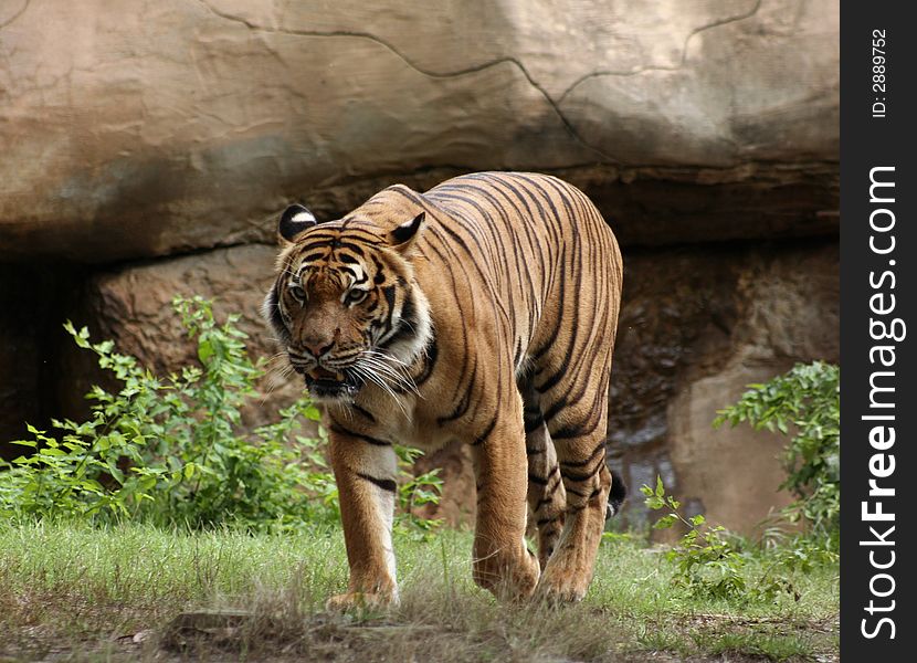Full close up image of tiger prowling at zoo,. Full close up image of tiger prowling at zoo,