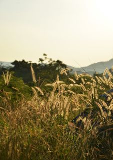 Morning Landscape. Royalty Free Stock Photo Morning Landscape. Royalty Free Stock Photo