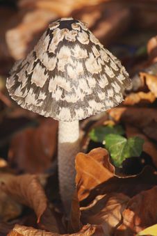 Cep Royalty Free Stock Image Cep Royalty Free Stock Image