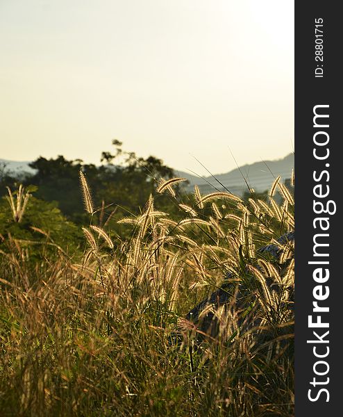 Morning landscape, meadow with sunrise. Morning landscape, meadow with sunrise