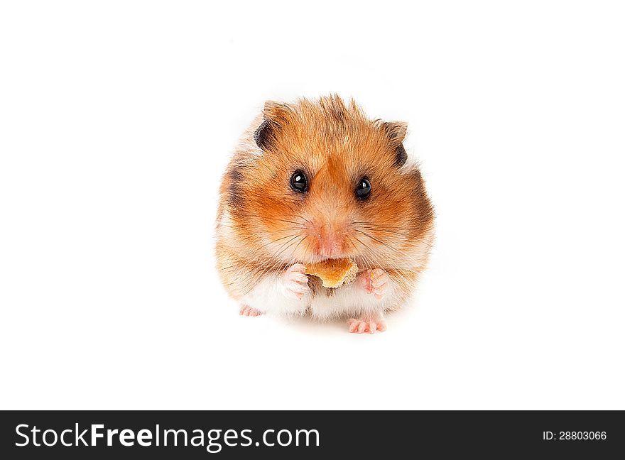 Ginger hamster is eating crackers
