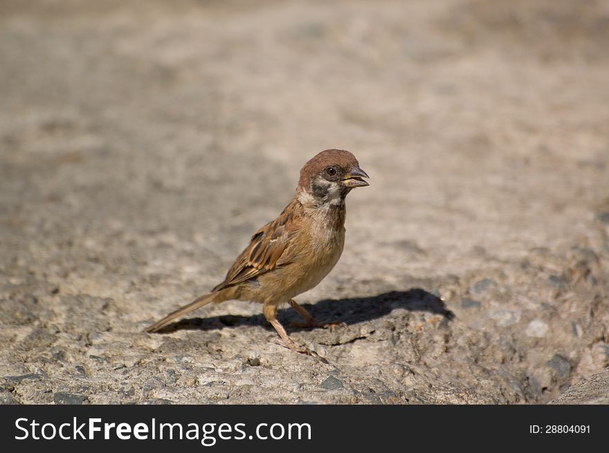 Little brown bird on the ground