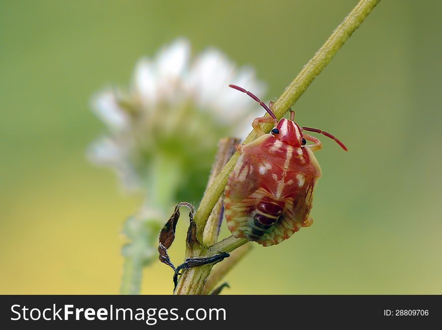Red shieldbug's nymph (Carpocoris purpureipennis) on flower.