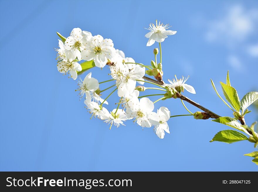 Beautiful spring cherry flowers under the sun