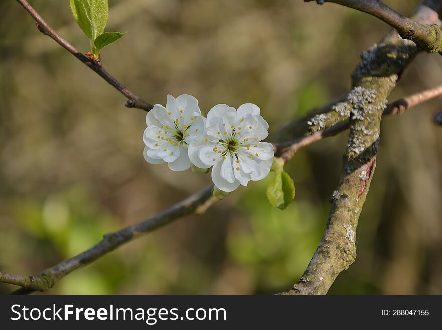 Beautiful Spring White Cherry Flowers