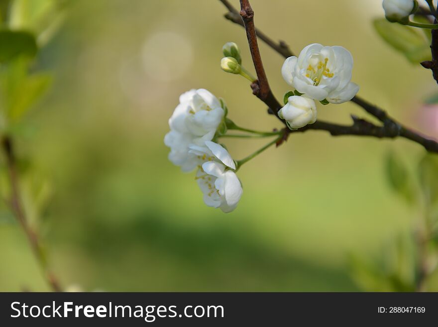 Beautiful spring white cherry flowers