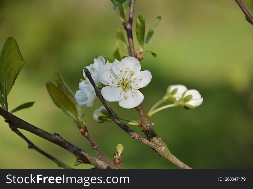 Beautiful spring white cherry flowers