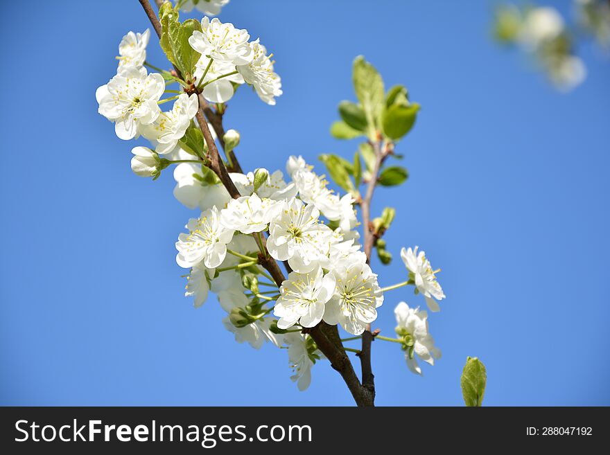 Beautiful Spring White Cherry Flowers