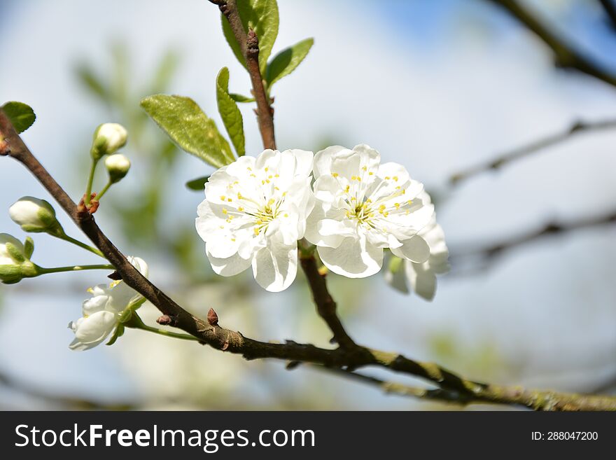 Beautiful Spring White Cherry Flowers