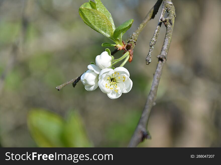 Beautiful Spring White Cherry Flowers