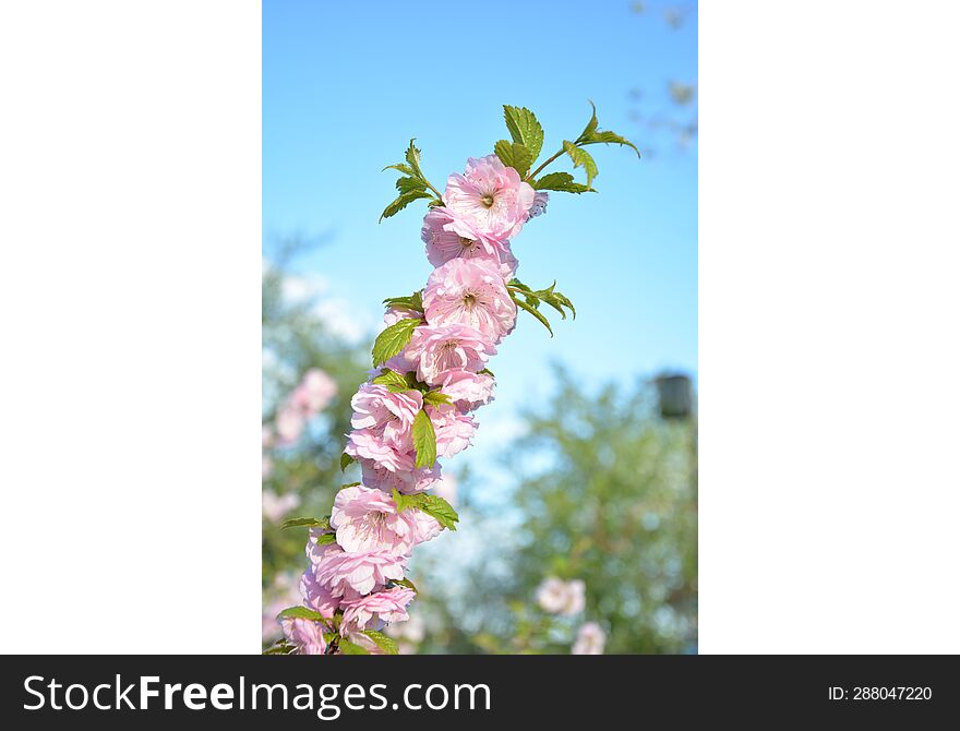 Beautiful Spring Pink Plum Flowers