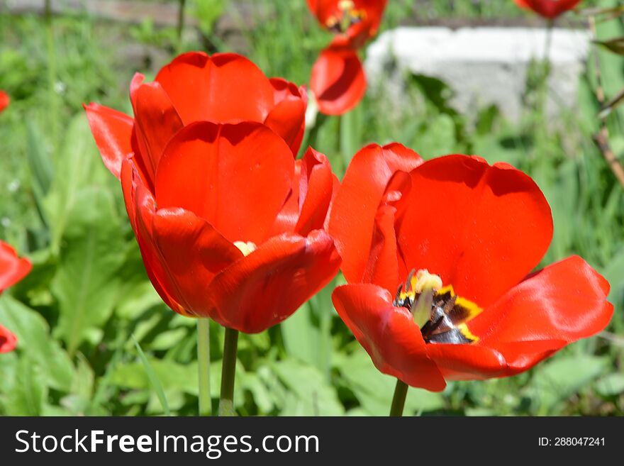 sun tulips flowers, spring green background