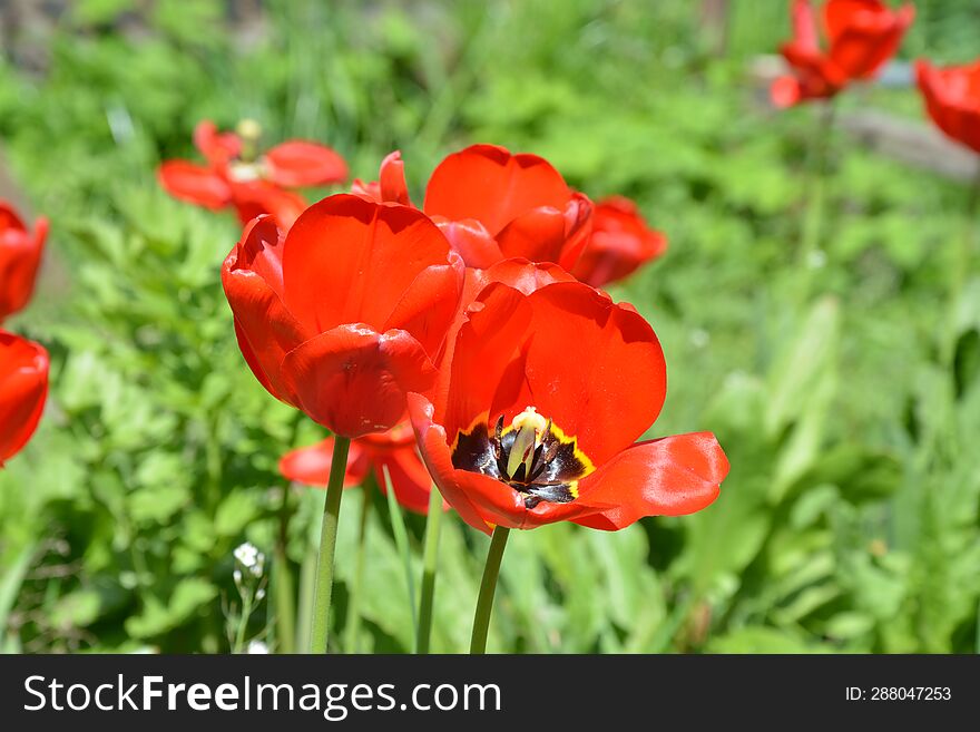 sun tulips flowers, spring green background