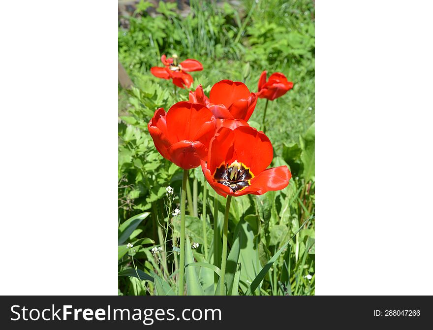 sun tulips flowers, spring green background