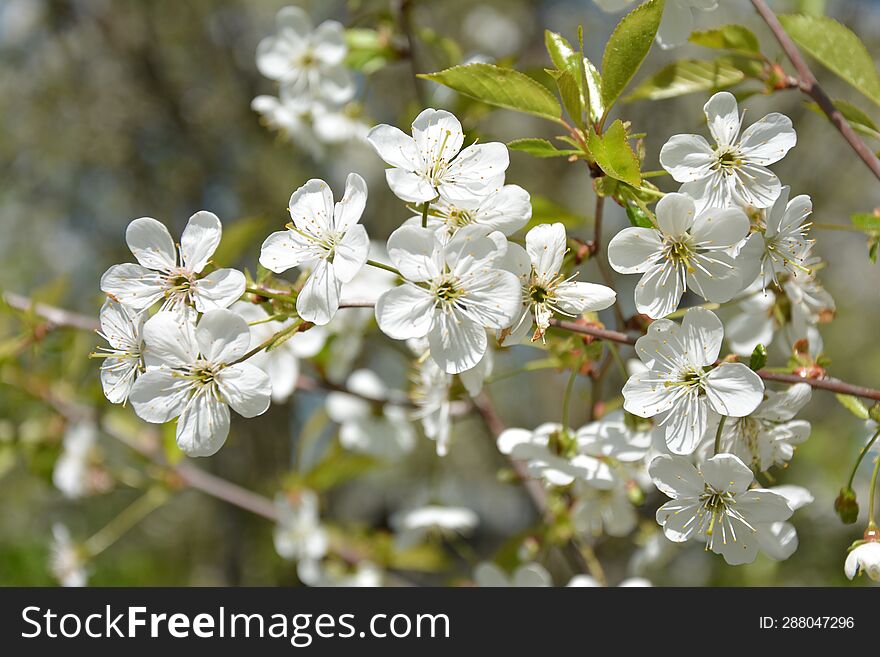 sun flowers, spring green background