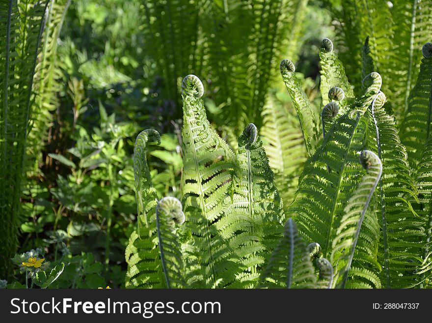 Fern Plant Under The Sun