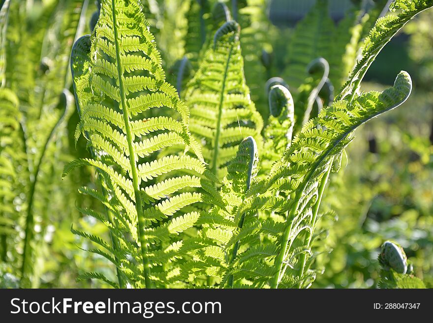 Fern plant under the sun