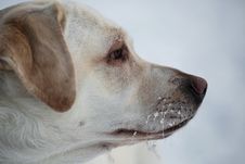 Winter Portrait Of Labrador Retriever Royalty Free Stock Photo Winter Portrait Of Labrador Retriever Royalty Free Stock Photo