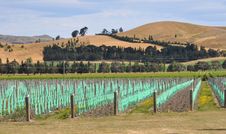 Young Vineyard At Waipara, North Canterbury Stock Photos Young Vineyard At Waipara, North Canterbury Stock Photos