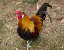 Rooster Male Silkie Pekin Cross Free Range Poultry Royalty Free Stock Photo Rooster Male Silkie Pekin Cross Free Range Poultry Royalty Free Stock Photo
