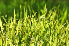 Fresh Green Grass In Drops Of Dew Royalty Free Stock Photo Fresh Green Grass In Drops Of Dew Royalty Free Stock Photo